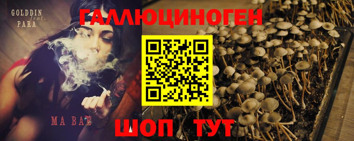 Галлюциногенные грибы Psilocybe Буйнакск